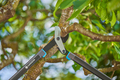 Gardena grensaks EnergyCut Pro L